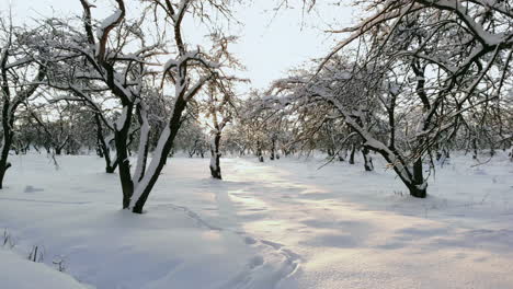 Luftaufnahme:-Winterwald.-Verschneiter-Baumzweig-Mit-Blick-Auf-Den-Winterwald.-Winterlandschaft,-Wald,-Mit-Frost-Bedeckte-Bäume,-Schnee.